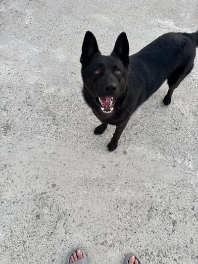A black dog lies on a rough concrete surface, looking up towards the camera with its mouth open, revealing its teeth and tongue. The dog's body is mostly visible, extended from its head to its hindquarters, with its tail pointing away. Its eyes are open and amber in color. To the right of the dog, the lower legs and feet of a person are visible. They are wearing grey sandals. The concrete appears weathered and uneven, suggesting an outdoor setting. The lighting indicates it is daytime. The dog's expression could be interpreted as playful or expectant. There is no visible text in the image. The context provided is Khazar Raion, Azerbaijan.