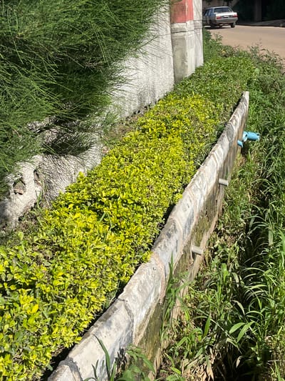 The image captures a street scene in New Stadium, Nigeria, focusing on a drainage ditch running alongside a paved area. The ditch is partially lined with concrete and contains lush, vibrant green foliage. A section of the ditch is filled with dense, bright yellow-green bushes, indicating healthy growth. Along the concrete edge, there are several small, grey pipe outlets and a blue pipe fitting protruding from the wall. In the background, a white sedan is parked on the paved surface. The environment appears to be a sunny day, with shadows cast by the foliage. A tall, feathery green shrub is visible on the left side of the image, bordering a textured concrete wall. The overall impression is one of a well-maintained urban environment with abundant plant life.