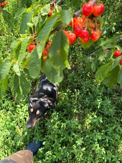 This is a top-down, eye-level, medium shot of a black and tan dog lying in the grass next to a cherry tree in Leningradskaya, Russia. The dog is facing the right side of the frame, with its head turned towards the camera. Its eyes are open and looking attentively. In the foreground, there are branches of a cherry tree laden with ripe, red cherries. The leaves of the tree are green and appear healthy. The background is a dense carpet of green grass and smaller plants, dappled with sunlight. To the right of the dog, a human leg clad in a blue sock is visible. The overall impression is one of a peaceful, sun-drenched day in a natural setting. The time of day appears to be midday, judging by the strong sunlight and shadows. No text is visible in the image. The emotion conveyed is one of calm and curiosity, as the dog seems to be observing the person taking the photo.