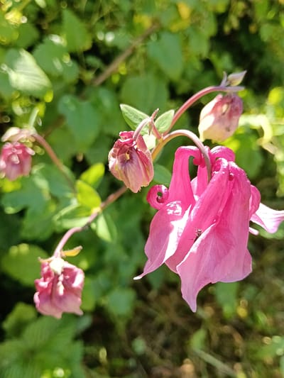 A close-up, eye-level shot captures a cluster of pink Aquilegia flowers with intricate petal structures. The flowers are in various stages of bloom, some fully open and others still developing. A small black insect is visible on one of the open petals. The background consists of lush green foliage, suggesting an outdoor setting, likely in a garden or natural environment within the vicinity of Красный Маяк, Russia. The lighting indicates a sunny day, with dappled sunlight illuminating the delicate petals.