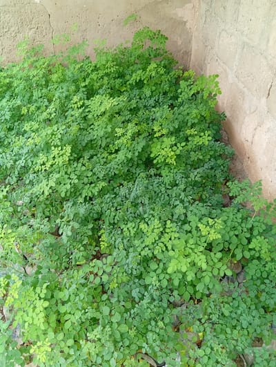 In the city of Azume, Nigeria, a dense patch of vibrant green moringa seedlings is situated near a textured, beige concrete wall. The seedlings, packed tightly together, exhibit numerous small, oval-shaped leaves. They are growing in what appear to be small black bags, suggesting they are part of a nursery or an agricultural planting effort. The scene is outdoors, with the wall forming a corner. No people or animals are visible in the image.