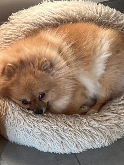 A small, orange-brown Pomeranian dog is curled in a tight sleeping position within a circular, plush, light beige faux fur dog bed. The dog's eyes are partially open, and its black nose is visible. A lighter patch of fur is present on the dog's side. The dog bed rests on a grey tiled floor with visible grout lines. This scene is located in a domestic setting within Chambœuf, France.