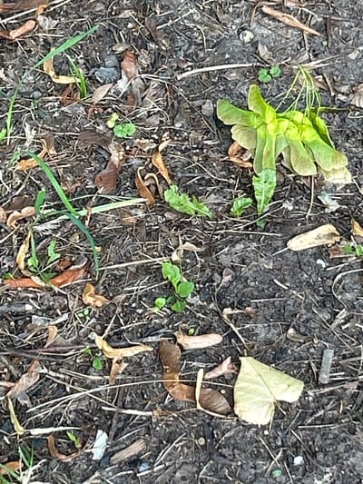 The image depicts a close-up, eye-level view of the ground, likely in an outdoor setting within Zelenograd, Russia. The surface is primarily composed of dark, loamy soil mixed with a variety of organic debris, including dry leaves in shades of brown and tan, twigs, and straw-like material. Several small, green sprouts are visible, indicating recent growth. A prominent cluster of bright green, winged seeds, possibly from a maple tree, rests on the ground near the center-right of the frame. A single, light green, heart-shaped leaf lies in the lower right quadrant. The scene is devoid of any people or animals.