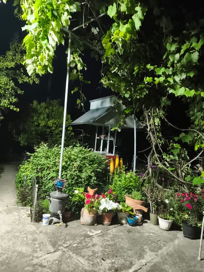The image depicts a nighttime scene in a garden area, likely a backyard, located in or near the city of Ocnița, Moldova. In the foreground, a concrete pathway is visible, cracked in several places. To the left, a metal fence borders a densely planted area of green shrubs. A traditional Russian samovar, made of dark metal, stands on the pathway near the fence. Next to the samovar, a white ceramic cup with blue markings rests on the concrete.
The middle ground is dominated by a variety of potted plants and flowers. Prominently featured are yellow, spiky flowers and clusters of pink and white petunias. A terracotta pot with a unique shape and a small blue pot containing greenery are also visible. Behind the flowers and to the right, a white structure with a metal roof, possibly a gazebo or a small covered seating area, is partially obscured by overgrown vines and foliage. A metal pole, part of the garden's support structure for vines, extends vertically through the scene.
The background consists of more greenery, including trees and the canopy of a vine, likely grapes, that extends over the garden. The overall lighting suggests artificial illumination, possibly from a nearby lamp or the house. The scene is serene and appears to be a private outdoor space.