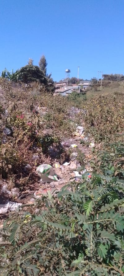 The image captures an outdoor scene dominated by unkempt vegetation and visible litter under a clear blue sky. In the foreground and midground, dense, bushy plants with small, dark green leaves cover much of the area, interspersed with other plants that have started to dry or brown, some bearing small yellow fruits or flowers. Scattered throughout this vegetation, a considerable amount of trash is visible, including plastic bags, wrappers, paper, and other refuse, indicating a neglected or informal dumping area.
In the background, the terrain slopes upwards, revealing a cluster of buildings, some appearing residential, on a distant hill. A prominent feature is a tall, metallic water tower supporting a large tank, positioned above the buildings on the right side. To the right of the water tower, a tall, slender pole with red and white stripes (possibly a mast or antenna) stands out against the sky. More trees and greenery are visible on the hill surrounding the buildings.
The sky is a vibrant, cloudless blue, suggesting a bright and sunny day. The lighting indicates it is likely morning or early afternoon. No people or animals are visible, and there is no discernible text in the image. The overall impression is one of environmental neglect in a semi-urban or rural-fringe setting.
