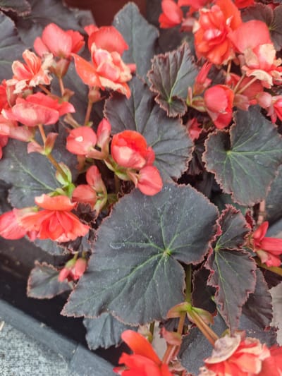 This is a close-up, overhead shot of a planter filled with vibrant, coral-colored begonia flowers and dark, almost black, leaves. The flowers are in various stages of bloom, with some fully open and others still tightly furled buds. The leaves are broad and heart-shaped, with a slightly ruffled edge that is tinged with a darker red. The overall impression is one of lush, dense foliage and abundant blooms. The planter itself is not fully visible, but a portion of its dark gray or black edge is seen at the bottom and left of the frame, with a lighter gray, possibly concrete or stone, surface visible beyond it. There are no people or animals present in the image. The scene appears to be outdoors, given the natural light and the presence of a planter. There is no specific detail in the image that would allow for the pinpointing of a location within Wootton, United Kingdom.
