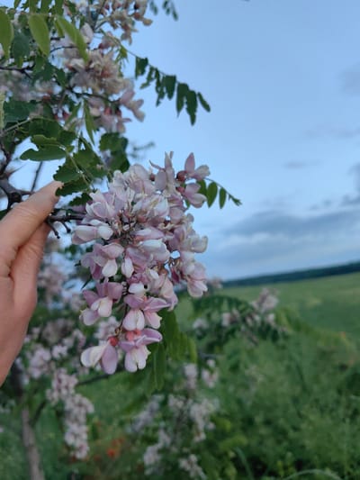 A close-up shot focuses on a cluster of pale pink and white flowers hanging from a tree branch. A person's hand, with light-toned skin, is visible on the left, gently holding the branch near the flowers. The background is a soft blur of green foliage and a pale blue sky with scattered clouds, suggesting an outdoor setting. The overall impression is one of natural beauty and a quiet moment. The location is not specified in the image itself, and no information about the city of Зуйское сельское поселение, Ukraine is present.