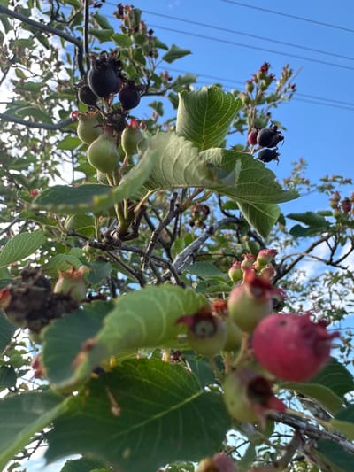 This is a close-up, low-angle shot of a tree branch with developing berries and leaves against a bright blue sky. Several clusters of berries are visible, some are small and green, while others are larger and transitioning to a dark purple or red color. The leaves are green and serrated. Power lines are visible in the background against the sky. The image appears to be taken outdoors, possibly in a natural setting or a park, given the presence of trees and the open sky. There are no people or specific landmarks that would indicate a precise location within Yaroslavka, Russia, but the overall scene suggests a rural or semi-rural environment.