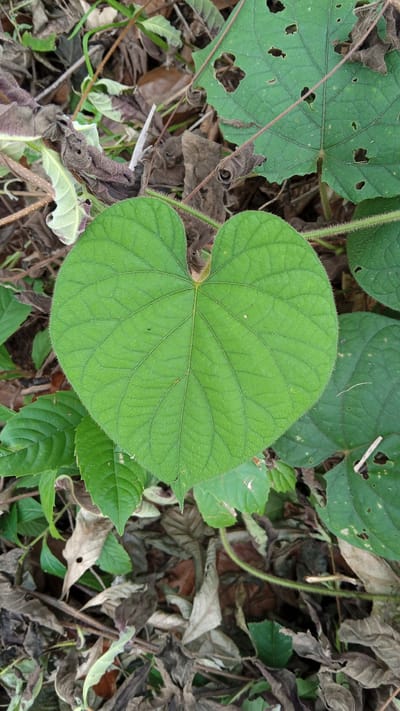 A close-up, overhead shot focuses on a single, vibrant green, heart-shaped leaf. The leaf is positioned centrally and dominates the frame. It exhibits a distinct venation pattern radiating from its base to its edges. The leaf's surface appears slightly textured and the edges are fringed with fine hairs. Surrounding the prominent leaf are other elements of the natural environment. To the left and right, and in the background, are other leaves, some green and healthy, others brown and dried, suggesting a forest floor or dense undergrowth. Twigs and dried organic matter are scattered throughout the scene. The lighting is diffused, indicating an overcast day or shade. The image was captured in Meunasahdayah, Indonesia.
