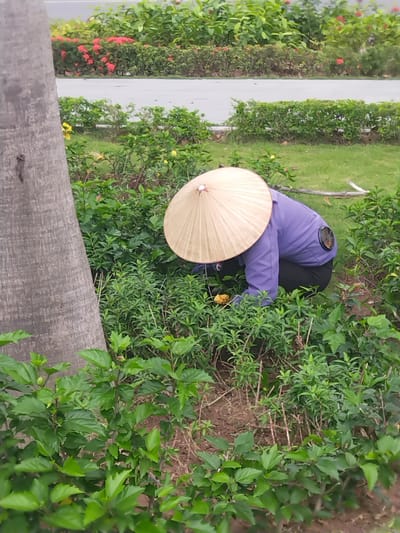 A person wearing a traditional Asian conical hat, a purple long-sleeved shirt, and dark pants is crouching amongst lush green plants in Ha Long Ward, Vietnam. The person's head is bent down and hands are obscured by the foliage, suggesting they are working on the plants. To the left, a large tree trunk is visible. In the background, there's a road or sidewalk with more greenery, including some flowering plants.