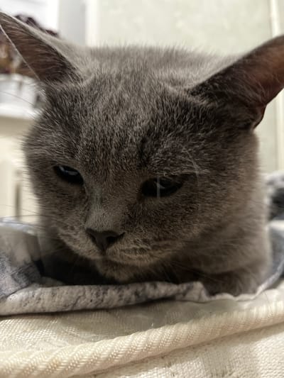 The image shows a close-up of a gray cat's face. The cat is resting on a textured surface, likely a blanket or quilt, which is layered and appears to be white and gray. The cat's eyes are partially closed, and its head is slightly tilted downward. The background is blurred, suggesting an indoor setting. The lighting is soft, highlighting the cat's fur. No specific location in the city of Belyye Berega, Russia is discernible from the image itself.