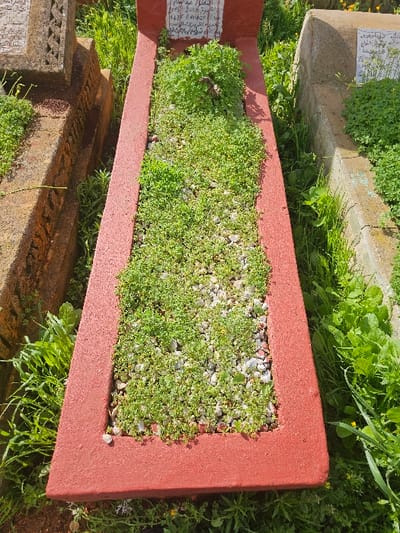 A rectangular grave is centrally depicted within a cemetery located in Salé, Morocco. The grave is approximately 2 meters long and bordered by a reddish-brown painted concrete or stone frame. The interior surface of the grave is filled with small, light-colored gravel, densely overgrown with various small green plants and weeds. A distinct clump of larger green foliage is present at the head of the grave. A small, white rectangular plaque bearing black Arabic script is affixed to the reddish-brown frame at the head of the grave. To the immediate left, a portion of an adjacent grave marker, constructed from light-brown carved stone, is visible. To the immediate right, a section of a third grave marker, made of light-colored concrete, is present. The ground surrounding and between the graves is covered with abundant green grass and wild vegetation. No individuals or human activity are depicted in the scene.
