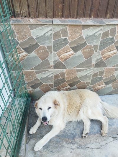A large, fluffy, white dog with light brown ears lies on a concrete floor. The dog is looking directly at the camera with its mouth slightly open, showing its teeth and pink tongue. Its eyes are dark and appear alert. The dog is lying down next to a green metal fence. Behind the dog is a wall decorated with irregularly shaped tiles in shades of brown, grey, and white. Above the tiled wall is a wooden paneling. The scene appears to be outdoors, possibly a patio or yard, and the lighting suggests it is daytime. The dog's relaxed posture and open mouth could indicate it is comfortable or panting slightly. No text is visible in the image. The location context is Bucharest, Romania.