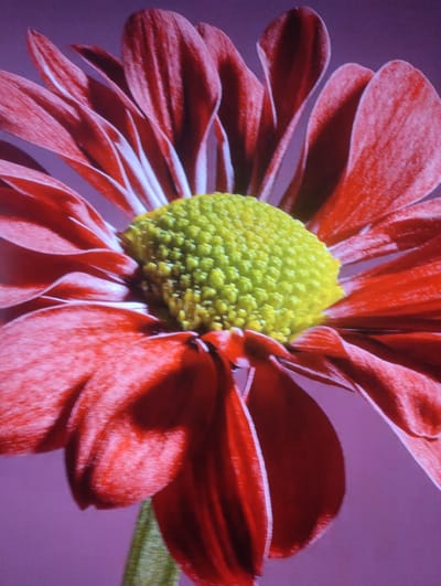 The image is a close-up macro photograph of a red daisy-like flower with a yellow center. The flower's petals are a vibrant red with lighter pink or white edges, and they are arranged in layers, some unfurling outwards and others curving inwards towards the center. The central part of the flower is a dense cluster of small, bright yellow florets. The background is a soft, out-of-focus purple or lavender color, which provides a gentle contrast to the flower's bright colors. The lighting highlights the texture and contours of the petals, with shadows creating depth. There are no people or any elements that would suggest a specific location within the city of Rechytsa, Belarus. The image is solely focused on the botanical subject.