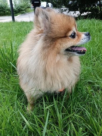A fluffy Pomeranian dog with light brown fur is sitting in lush green grass. The dog is facing to the right, with its mouth open and tongue visible, suggesting it may be panting. Its dark eyes are looking slightly upwards. In the background, a blurred figure of a person wearing a black t-shirt is visible, standing near a street or sidewalk. A dark pole, possibly a lamppost, is also present on the left side of the image. Trees and foliage form a blurred backdrop, indicating an outdoor setting. The scene appears to be in an urban environment, possibly a park or a grassy area in Zelenograd, Russia, given the typical urban landscaping and residential areas found there.