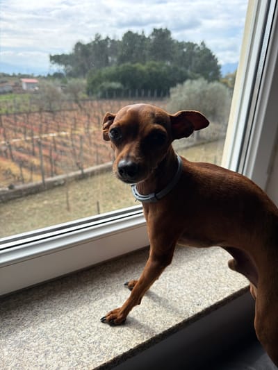 A small, reddish-brown, short-haired dog, wearing a light grey collar, stands on a light-colored, speckled granite window sill. The dog, resembling a Miniature Pinscher, faces forward with its head slightly tilted, looking directly towards the viewer. Its front paws are visible on the sill. A white uPVC window frame borders the outdoor scene. This scene is located in Vila Real, Portugal, and displays a rural landscape dominated by a vineyard with numerous rows of dormant, reddish-brown vines. Beyond the vineyard, olive trees and a dense line of dark green trees are visible, with a single-story building featuring a reddish-brown roof on the far left. The sky is partly cloudy, showing grey clouds interspersed with blue patches and faint distant mountains on the horizon.