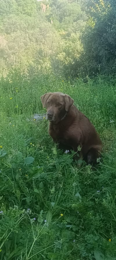 The image features an adult chocolate Labrador dog seated in a natural, overgrown grassy environment, identified as Forest Hills, Spain. The dog, displaying brown fur and wearing a dark collar, is oriented with its body angled slightly left and its head turned towards the viewer. It is surrounded by diverse green vegetation, including tall grasses, weeds, and scattered small yellow and light purple flowers. The background consists of dense green foliage and trees, indicative of a natural, wooded landscape. No individuals are present.