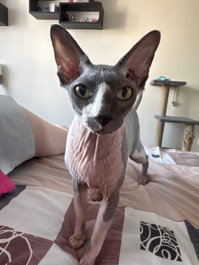 The image shows a Sphynx cat standing on a bed. The cat is gray and pink with large ears and prominent wrinkles. The bed has a patterned duvet cover in shades of brown and beige. In the background, a person's legs are visible, wearing light blue shorts. There is a cat tree with multiple levels in the upper right corner of the image, and a shelf with decorative items on the wall in the upper left. The scene appears to be indoors, likely a bedroom. No specific location in Hrodna, Belarus can be determined from the visual information provided.