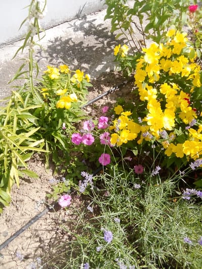 This is a close-up, eye-level outdoor shot of a garden bed in Zhmerynka, Ukraine. The foreground is dominated by a patch of lavender with its characteristic thin, grey-green leaves and small purple flower spikes. Interspersed with the lavender are several bright pink petunia flowers. To the left of the lavender and petunias, there is a plant with long, slender, yellow-green leaves. Behind this plant, a cluster of bright yellow flowers, possibly roses or snapdragons, are in full bloom. A single white flower stalk with delicate white blossoms rises vertically in the upper left portion of the image. The ground is dry, cracked earth, suggesting a sunny, warm day. A dark irrigation tube runs diagonally across the lower part of the frame. In the background, a concrete wall casts shadows from the plants, indicating it is likely daytime, perhaps late morning or early afternoon, with bright sunlight. There is no visible text in the image. The overall impression is a vibrant, sun-drenched garden scene.