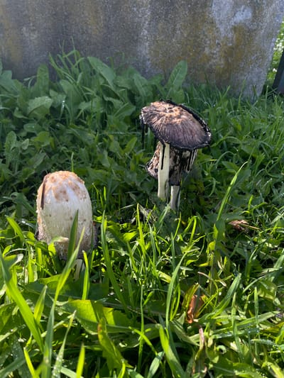 The image depicts two mushrooms situated within a dense expanse of green grass and broad-leaf vegetation, under bright sunlight, in Ushuaia, Argentina. Droplets of moisture are visible on the foliage.
The mushroom on the left exhibits a light-colored, scaly, conical cap, primarily white with some light brown coloration, standing upright among the grass.
The mushroom on the right is in an advanced state of deliquescence, featuring a flattened, dark brown to black cap from which black liquid actively drips downwards along its light-colored stem and into the surrounding grass. Multiple stems are observable at its base, suggesting a clustered growth.
In the background, a light grey, textured concrete or stone structure is partially visible above the vegetation.
