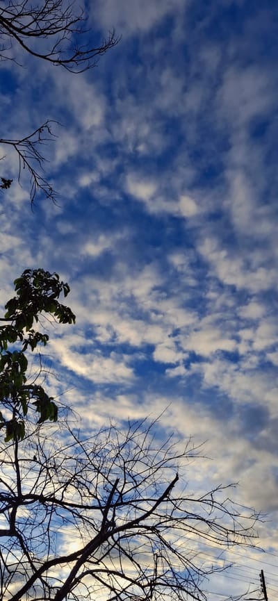 The image depicts a sky filled with scattered white clouds against a vibrant blue background. In the foreground, silhouetted against the sky, are the branches of two trees. One tree, on the left side of the frame, has dark green leaves and bare branches. The other tree, predominantly in the lower half of the image, is entirely bare with a dense network of intricate branches. The scene suggests an outdoor environment, likely a natural or semi-natural setting within the city of Vallecito, Venezuela. The lighting indicates it could be daytime, possibly late afternoon or early morning given the contrast and cloud formations.