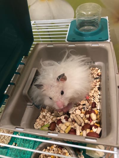 A fluffy white hamster with dark ears and pink nose is sitting in a tan plastic bin filled with scattered food pellets and seeds. The bin is inside a wire cage. To the left of the bin is a dark green plastic lid. On top of the cage is a teal water dispenser with a clear plastic bottle. The background is out of focus and appears to be a wall with a light-colored pattern. The image is a close-up shot of the hamster in its enclosure. There is no information to suggest this image is located in Solikamsk, Russia.