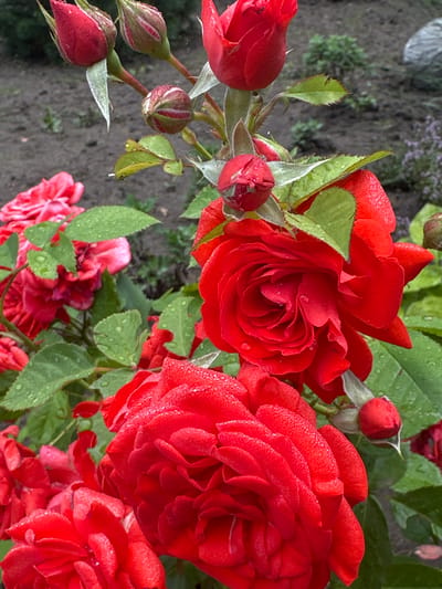 In Zvenyhorodka, Ukraine, a close-up, vertically oriented photograph captures a cluster of vibrant red roses and their buds in soft, overcast light. The roses are glistening with numerous water droplets, suggesting recent rain or dew. The foreground is dominated by two fully bloomed roses, one in sharp focus, showcasing its intricate, layered petals. To the left, another fully open rose is slightly out of focus. Behind these, other red roses, some partially opened, are visible. Several rosebuds, in varying stages of development, are scattered throughout the composition, some with striped green and red sepals. Green, serrated leaves, also speckled with water droplets, provide a lush backdrop. The background consists of dark, moist soil and indistinct greenery, hinting at a garden setting. The overall impression is one of natural beauty and freshness.