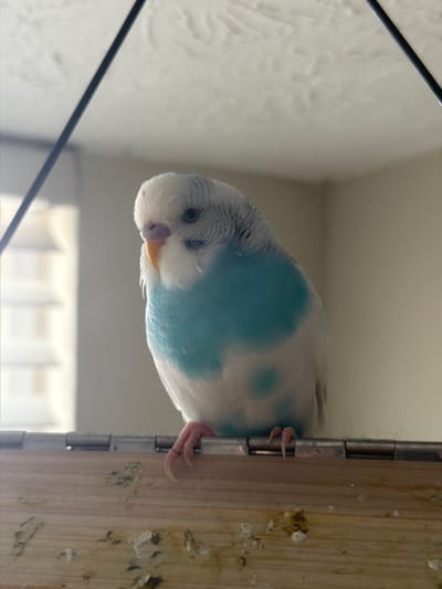 This is a close-up, vertically oriented, eye-level shot of a budgie perched on the edge of a wooden surface, possibly a cage or a doorframe. The budgie has white and light blue plumage, with intricate grey barring on its head and wings. Its beak is yellow and it has a small, dark eye. The bird is gripping the edge with its pink feet, with one foot clearly visible.

The background is blurred, with the left side showing a white, textured surface, possibly a wall or the inside of a cage. A dark, thin metal rod runs diagonally across the left portion of the image. To the right of the budgie, a wooden surface is visible, showing signs of wear and tear, with some discolored marks. A metal hinge is also visible, attaching the wooden surface to another element not fully in frame.

The lighting suggests it's daytime, with soft light illuminating the scene. The overall mood is calm and intimate, focusing on the small details of the bird and its immediate surroundings. There is no visible text in the image. The location context is Alpharetta, United States of America, though this cannot be determined from the visual information alone.