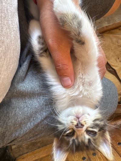 An upside-down, close-up shot shows a person's hand holding a fluffy kitten. The kitten's face, with its brown and white tabby markings and wide, dark eyes, is the primary focus. Its body is mostly white with some gray tabby stripes on its back and tail. The person's hand is gently supporting the kitten's belly and chest, with fingers visible on the kitten's white fur. The background consists of gray fabric, likely clothing, and a wooden surface, suggesting an indoor setting. There is no visual information that indicates this scene is located in Lesnovo, Bulgaria.