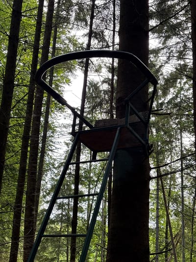 The image shows a view looking upwards through a dense forest canopy. A large tree trunk dominates the center of the frame, with its rough bark clearly visible. Attached to the tree trunk is a metal deer stand, commonly used for hunting. The stand is constructed from green metal framing and includes a wooden seat and a curved metal railing. Below the stand, a ladder made of the same green metal extends downwards, though only the top portion is visible.
The surrounding environment is characterized by a profusion of green leaves and thin branches of trees, suggesting it is daytime and likely spring or summer. The sky is visible in patches through the foliage, appearing bright and possibly overcast or hazy. The lighting suggests it is daytime. The overall scene evokes a sense of being in nature, perhaps in a rural or forested area. There is no visible text in the image. The image was taken in Jyderup, Denmark.