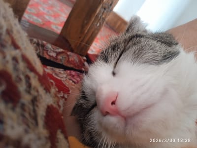A close-up photograph shows a sleeping cat. The cat has white fur on its face and chest with gray fur on its head. Its eyes are closed, and its nose is pink. The date "2026/3/30 12:38" is printed in the bottom right corner of the image. The background contains a patterned rug and wooden furniture. There is no information to suggest this image was taken in Khujayli, Uzbekistan.