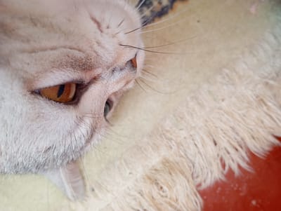 An extreme close-up, top-down shot of a light-colored cat's face, specifically its eye and nose area. The cat's fur is a pale cream color with subtle tabby markings visible around its eye. The cat's eye is a striking amber color with a vertically slit pupil. Its nose is a soft pinkish-orange, and prominent whiskers extend outwards. The cat is lying on a light-colored, fluffy surface, possibly a blanket or rug, which has some texture and fraying at the edges. A small portion of a patterned rug is visible in the upper background, and a reddish surface is visible in the lower right corner. The image is well-lit, focusing attention on the cat's features. The scene is indoors, with no visible indication of the specific location within Sozonivka, Ukraine.