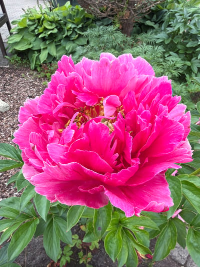 This is a close-up, high-angle shot of a vibrant pink peony flower in full bloom. The flower is the dominant subject, filling a significant portion of the frame with its layered, ruffled petals. In the background, lush green foliage is visible, including other leaves of the peony plant and other garden plants, creating a natural, outdoor setting. The ground beneath the plant appears to be a mix of soil, mulch, and possibly some gravel. The lighting suggests it could be daytime, with natural light illuminating the flower and its surroundings. There are no people or explicit objects other than the plant and its environment. The overall impression is one of natural beauty and the peak of the peony's blooming season. The location context is Baloži, Latvia, which places this image in a temperate European climate during spring or early summer.