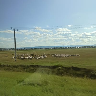 The image captures a wide-angle view of a rural landscape under a bright blue sky with scattered white clouds. In the foreground, a grassy field transitions to a darker, rougher terrain. A single, dark wooden utility pole with electrical wires stretches vertically on the left side of the frame. Further into the field, a large flock of white sheep grazes in a patch of dry, golden grass, with a few individuals appearing to be lying down. Beyond the sheep, a line of houses with dark roofs forms a village nestled against a backdrop of rolling hills and mountains in the distance. The overall impression is of a serene, pastoral scene in a Romanian countryside, likely near the city of Rădăuți, given the typical architecture and landscape features of the region.