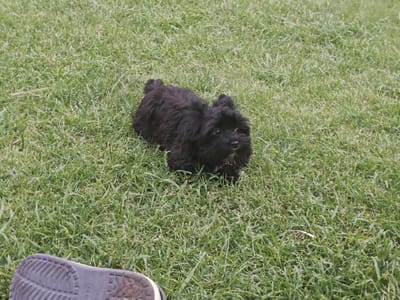 A small, black, fluffy dog lies on a patch of green grass. The dog is facing the camera with its head slightly tilted. A person's shoe is visible in the lower left corner of the image, also resting on the grass. The scene is outdoors, on a grassy area that could be a park or backyard. The specific location of Podstepki, Russia, is not discernible from the image itself; this is additional contextual information.