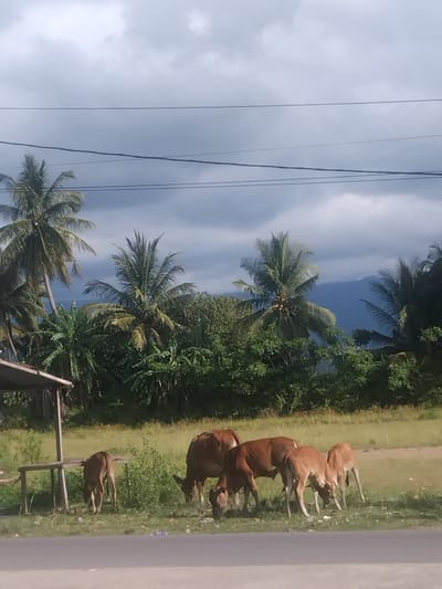 The image depicts a pastoral scene in Sangso, Indonesia, under a cloudy sky. In the foreground, a paved road runs horizontally. Beyond the road, a grassy field is occupied by several cattle, appearing to graze. One cow is positioned closer to the left, facing away from the camera. To its right, a group of four cows are visible, with three of them actively grazing and one slightly further back. Behind the cattle, a low structure, possibly a shelter or a bench, is present on the left side of the frame. Further in the background, lush green vegetation, including trees and foliage, dominates the landscape. Several palm trees, characteristic of tropical regions, are scattered throughout the scene, with some reaching towards the sky. In the far distance, mountains are faintly visible, suggesting the presence of a mountainous or hilly terrain surrounding the area. Power lines crisscross the upper portion of the image, indicating infrastructure in the vicinity.