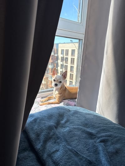 A small, tan, short-haired dog with prominent ears is lying on a windowsill, looking towards the camera. The dog is positioned near a window that overlooks a city, with buildings visible in the background. The scene is lit by natural sunlight, casting shadows from the curtains that frame the window. In the foreground, a blue, soft blanket is visible. The image appears to have been taken indoors, with the window serving as a partition between the interior and the external urban environment.