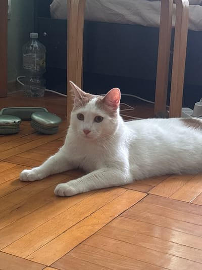 A white and ginger cat is lying on a wooden floor. The cat is facing the camera with its front paws extended. The cat has ginger markings on its head and back. In the background, there are some objects, including a plastic bottle and what appear to be two electronic devices. The lighting suggests the image was taken indoors during the daytime. There is no information in the image to determine the location in the city of Vsevolozhsk, Russia.