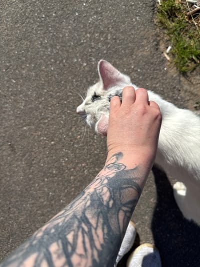 The image depicts a close-up view of a person's arm and hand petting a white cat outdoors. The person has extensive black tattoos covering their forearm. The cat is white with black markings around its eyes and on its ears. The background consists of a gray asphalt surface, with a patch of green grass and some debris, possibly cigarette butts, visible on the right side. The scene appears to be set on a sunny day, casting shadows. The image does not contain any identifiable landmarks or elements that would specifically place it in Zelenogorsk, Russia.