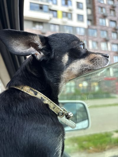 The media file shows a close-up shot of a dog's head, looking out of a vehicle window. The dog appears to be a black and tan Dachshund, with its head tilted upwards, perhaps observing something outside. The dog is wearing a collar that is gold with black speckles, and a small bell is attached to it. The background is blurred, showing buildings and greenery, suggesting an urban or suburban setting. The lighting indicates it is daytime. The dog's expression is curious and attentive. The scene is captured from a low angle, emphasizing the dog's perspective. No visible text is present in the media file. The location context is Mytishchi, Russia.