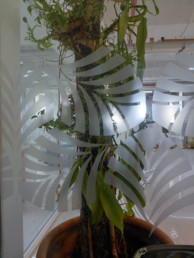 A close-up, vertical, medium shot captures a large potted plant, likely a vanilla orchid, with a thick, textured stem covered in moss and roots. The plant is positioned in front of a glass surface adorned with a decorative, frosted pattern resembling unfurling leaves or petals. This pattern is white and translucent, obscuring the background but allowing some light to pass through. The plant's green leaves, some long and narrow, others shorter and more pointed, emerge from the stem. Fine, dark aerial roots hang down, and thin, brown, vine-like tendrils are also visible. The pot is a wide, shallow, terracotta-colored vessel. In the lower right corner of the image, a portion of a black zippered bag is visible, suggesting a personal item is nearby. The background visible through the frosted glass appears to be an indoor environment with ceiling lights and structural elements, possibly indicating a public space or a well-lit interior in Pampatar, Venezuela.