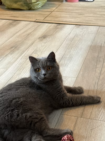 A grey British Shorthair cat is lying on a wooden floor, looking up at the camera. The cat has large, round, amber eyes and distinct facial markings. Its body is stretched out, with its paws extended. To the right of the cat, a small, red and white patterned ball is visible, likely a cat toy. To the left of the cat, a blurry, light green plastic bag is partially visible. The floor appears to be made of light-colored wooden planks. The lighting suggests it is daytime, and the setting is indoors. The cat's expression is curious. No text is visible in the image. The location context is Szczecin, Poland.