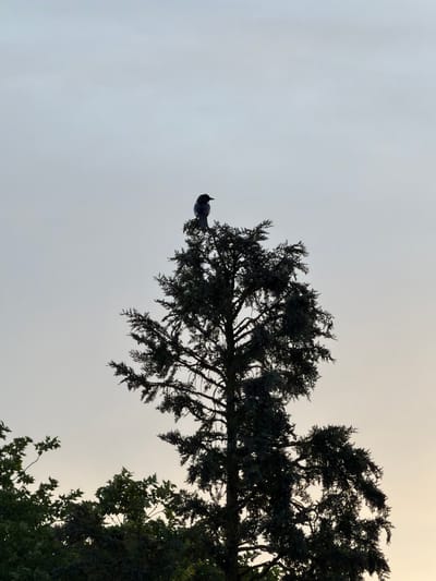 A single corvid, appearing as a dark silhouette, perches at the apex of a tall, coniferous tree, centered in the upper portion of the frame. The bird is oriented slightly to its right. The tree, characterized by dense, needle-like foliage, occupies the lower and central areas of the image, presenting a strong, dark silhouette against the illuminated sky. The sky transitions from a pale blue-gray at the top to a soft, warm yellow-orange gradient towards the bottom right, indicative of either dawn or dusk. Additional dark, dense foliage from other trees, some appearing deciduous, is visible along the lower left and bottom edges, partially obscuring the lower sky. The scene depicts a natural arboreal setting within the city of Esch-sur-Alzette, Luxembourg, with no discernible human structures or figures present.