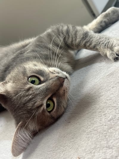 A grey tabby cat with bright green eyes is lying on its back on a soft, textured surface, possibly a blanket or carpet. The cat's head is tilted, and it appears to be looking directly at the camera. Its front paws are extended and relaxed, with one paw visible in the upper right of the frame, showing its paw pads and claws. The background is a soft, blurred grey, suggesting an indoor setting. The image is captured from a close-up perspective, focusing on the cat's face and upper body. The overall impression is one of a relaxed and perhaps playful domestic animal. There is no indication of the city of Pshekhskaya, Russia, in the image.
