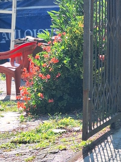 The image depicts an outdoor scene with a focus on a red plastic chair and a lush green bush with small red flowers. A dark metal fence is visible in the foreground on the right, casting shadows on the ground. In the background, a blue tarp with white lettering that reads "ALOISÉ" can be seen, partially obscured by the chair and foliage. The ground is a mix of cracked paving stones and grass, suggesting an urban or semi-urban setting. The lighting indicates it is daytime, with bright sunlight.