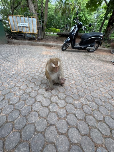 In Ratsada, Thailand, a macaque monkey sits on a circular cobblestone path. The monkey is light brown with a lighter face and is looking downwards. Behind the monkey, a black scooter is parked on the cobblestone. To the left of the scooter is a yellow and silver fence with a sign that reads "เทศบาลนครภูเก็ต" (Thesaban Nakhon Phuket), indicating it belongs to the Municipality of Phuket City. The fence encloses a metal bin with trash and a discarded tire. The environment is outdoors, with trees and green foliage visible in the background, suggesting a park or roadside setting. The lighting indicates daytime.