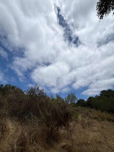 The image is an outdoor, low-angle shot taken on a hillside in Aliso Viejo, United States of America. The foreground is dominated by dry, brown grass and the dense, leafless branches of a shrub. The midground shows more of the dry vegetation along with sparse green foliage and the darker green canopy of trees further up the slope. The background consists of a bright blue sky filled with large, white, puffy clouds, with a few darker clouds present as well. The lighting suggests it is daytime, possibly late morning or early afternoon. There are no people or animals visible in the image.