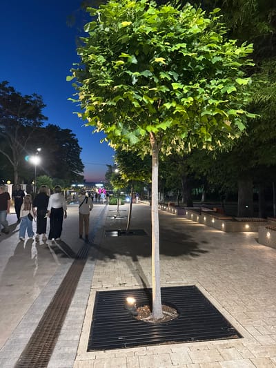 The image shows a tree-lined pedestrian promenade at dusk in Anapa, Russia. The promenade is paved with light-colored stones and features a drainage grate along the left side. Several trees are planted along the promenade, including a prominent tree in the foreground with lush green foliage. Benches with integrated lighting are situated along the right side of the promenade. Several people are walking along the promenade, casting long shadows. The sky is a deep blue with hints of orange and pink near the horizon. In the background, buildings and lights of the city are visible.