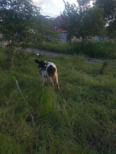 A cow is lying in a grassy area in Unknown, Tanzania. The environment includes tall grass, a tree, a building, and a paved area. The cow is mostly black and white.