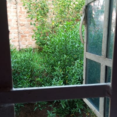 The image displays an exterior view captured through an open, light-colored, metal-framed window, likely located in Mahiakalo ward, Kenya. The foreground shows parts of the window frame and a visible window latch on the right side. Beyond the window, a dense arrangement of green foliage dominates the scene, featuring numerous small-leaved plants and shrubs. Patches of brown soil are visible beneath the vegetation. In the upper-left and central-left background, a wall constructed from reddish-brown bricks with visible mortar lines is present. No individuals or animals are depicted within the scene.